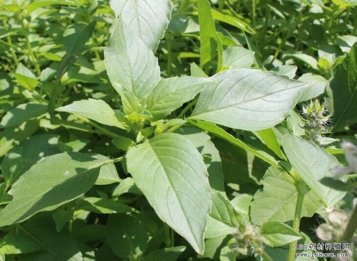荆芥种植