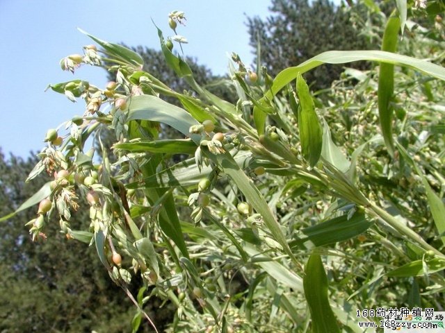 薏苡种植图片