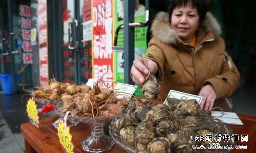 揭秘玛咖价格低迷的原因 玛咖壮阳是虚假宣传