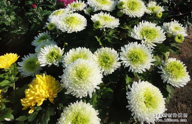 种植野菊花赚钱吗