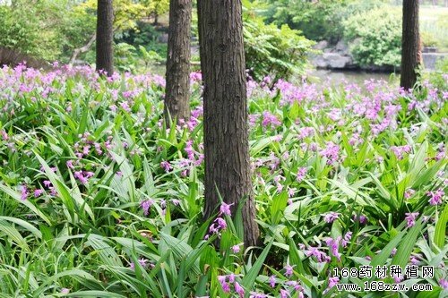 白芨种植