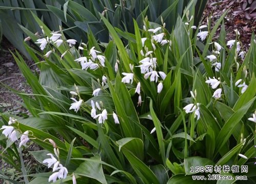 白芨栽培技术