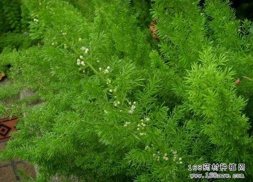 天门冬图片