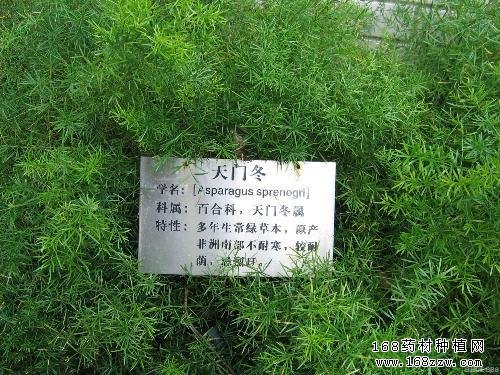 天门冬种植图片