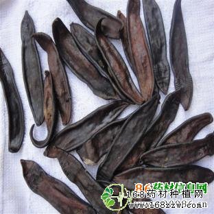 中药材水蛭图片