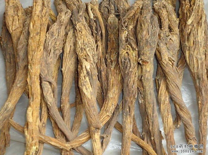 秦艽的功效和作用