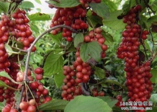 辽五味种植前景:辽五味价格走势分析