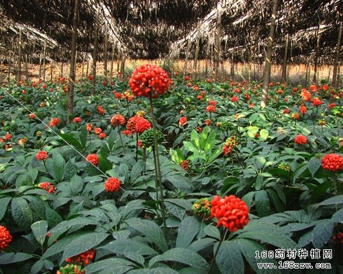 三七种植前景
