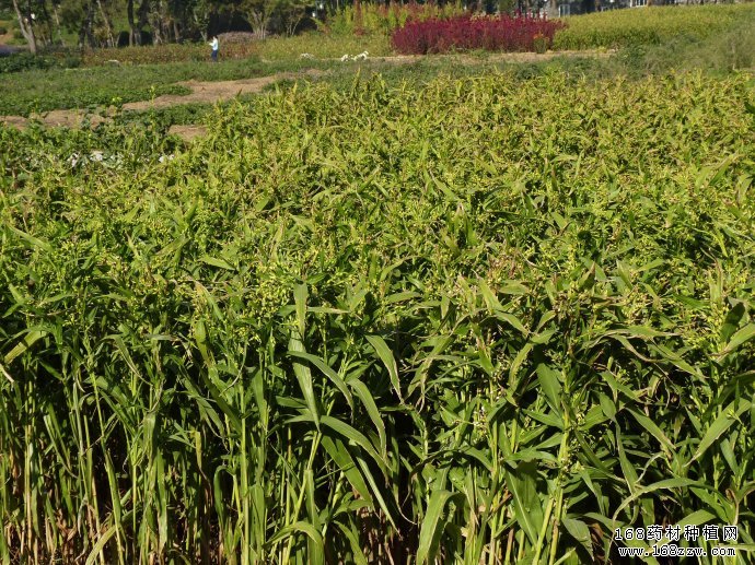 哪些地区能种植白豆蔻
