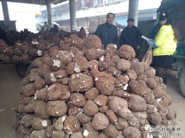 种植茯苓赚钱吗:茯苓种植前景及价格行情浅析