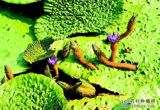 芡实怎么种植:芡实种植技术详解