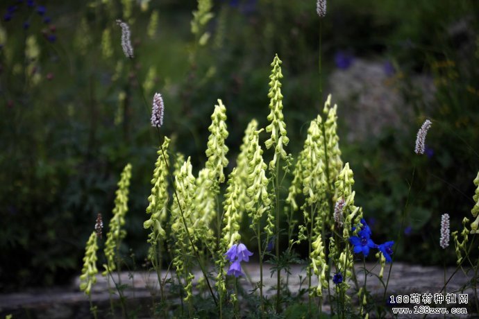 黄花乌头种植技术要点