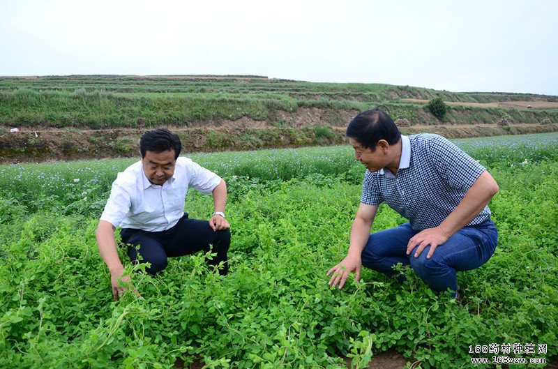 农村种植什么药材最好