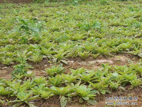 如何种植生地:生地种植技术要点