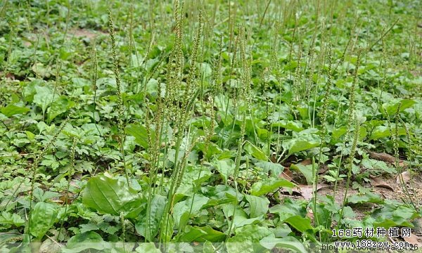 种植车前子赚钱吗:车前子价格及种植前景分析