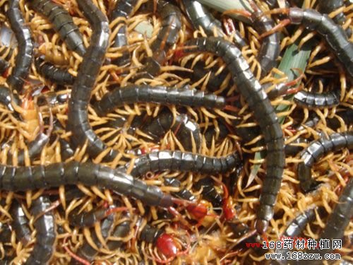 蜈蚣产新在即 蜈蚣价格行情如何