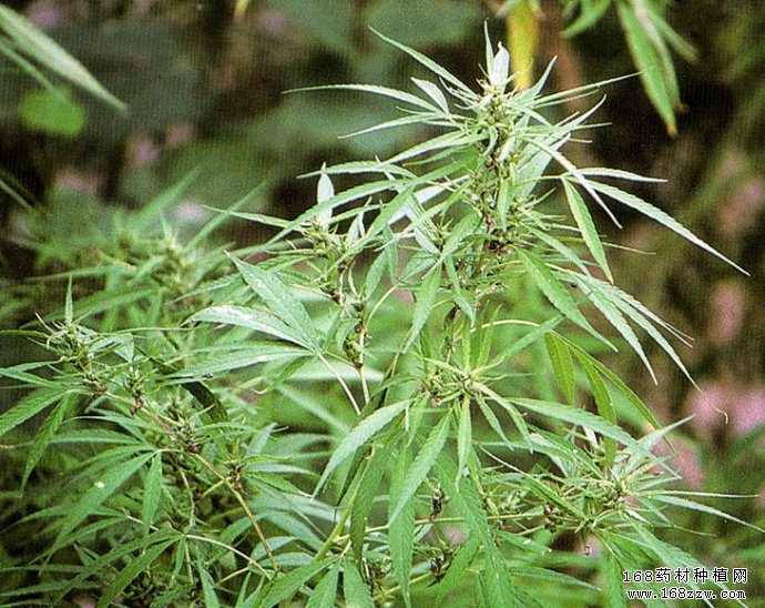 四川旺苍县种植中药材助农奔富路