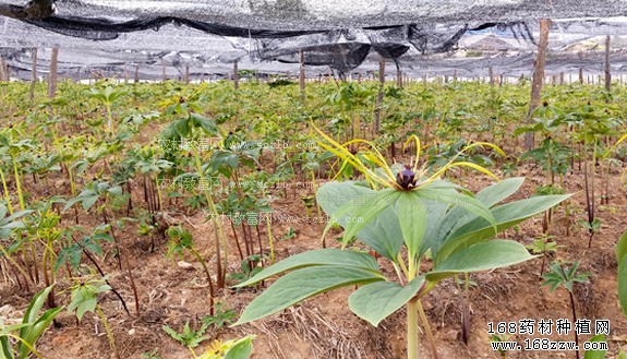 种植重楼赚钱吗:人工种植重楼前景分析