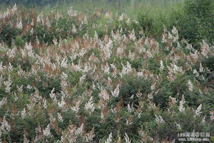 升麻种植前景,升麻价格行情走势分析