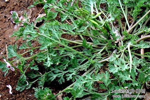 如何种植苦地丁