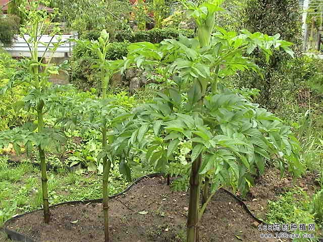 如何种植白芷:白芷种植技术