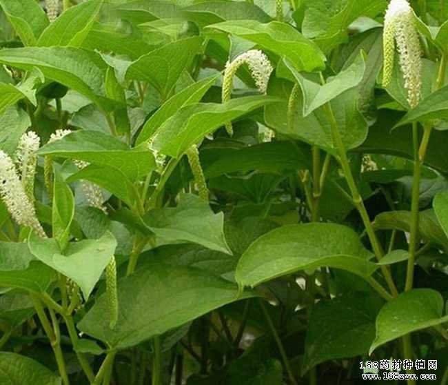 三白草种植技术要点