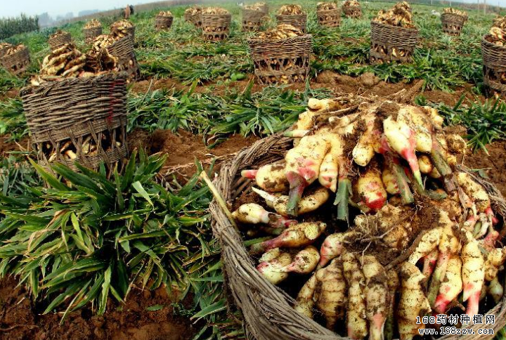 中药材黄姜大棚繁殖育苗与种植技术