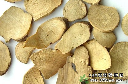 如何采收加工野生乌药?