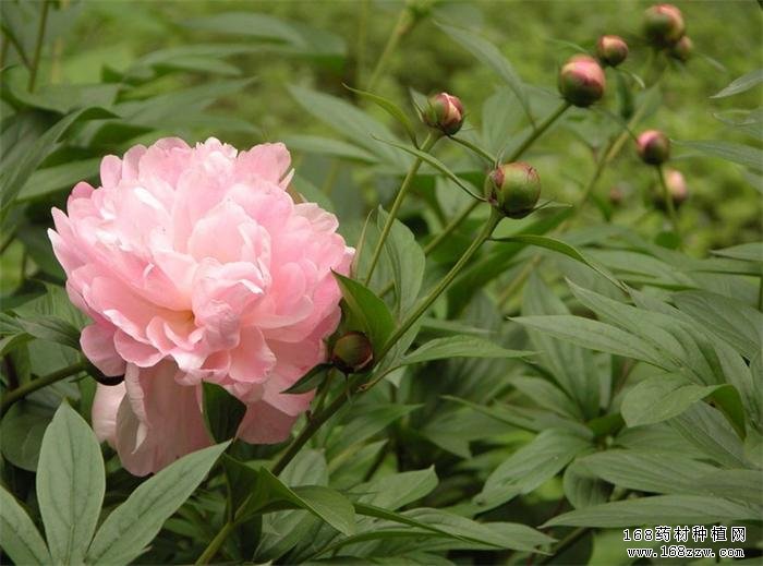 种植白芍赚钱吗:白芍价格行情走势分析