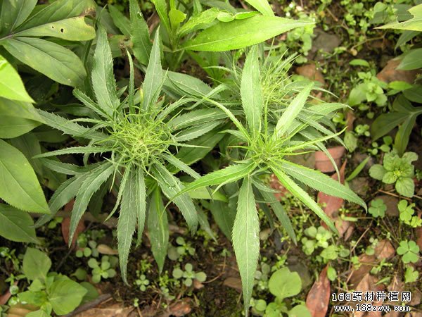 种植白术赚钱吗:白术库存较大 短期行情难有起色
