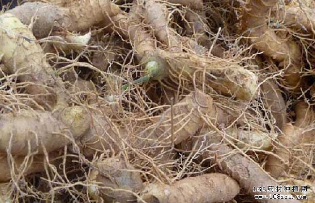 种植玉竹赚钱吗:玉竹价格行情分析