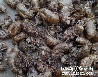 2016蝉蜕价格行情走势