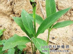 旱半夏叶片卷曲是什么原因?