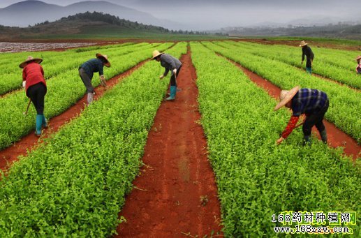 山西河津姚清泽父女黄河滩种药材好致富