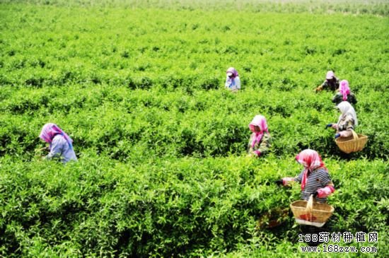 宁夏:中药材种植产业成农民致富好项目