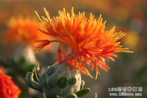 红花的功效和作用有哪些