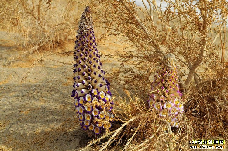 新疆且末县刘知林荒漠种植肉苁蓉收入可达600万元