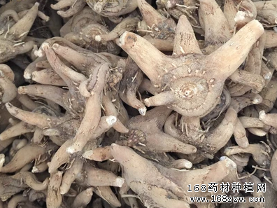 怎样种白芨:白芨的种植技术要点