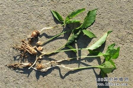旱半夏腐烂病的原因及防治方法