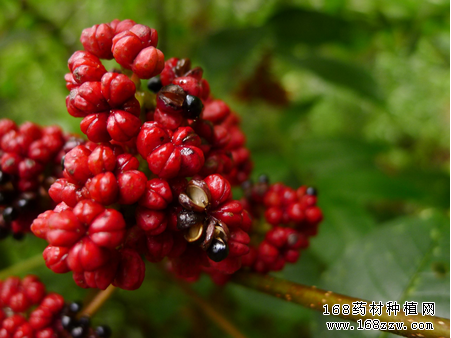 吴茱萸的功效与作用1