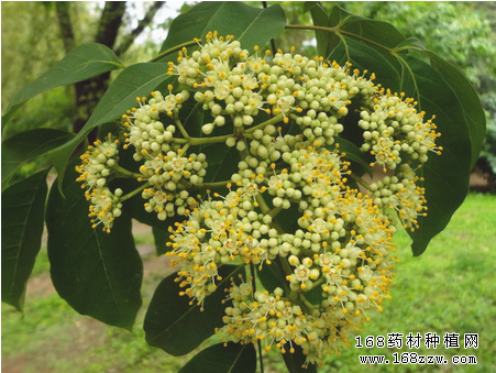 哪些地区适合种植吴茱萸?