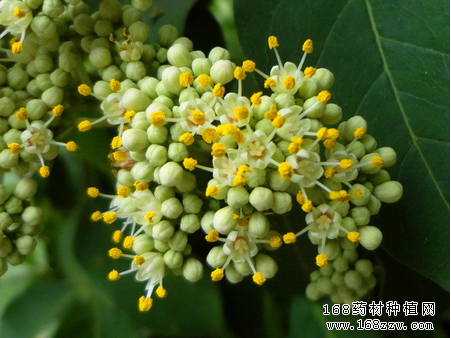 吴茱萸的功效与作用5