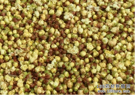 吴茱萸的功效与作用6