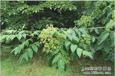 吴茱萸有什么功效和作用?