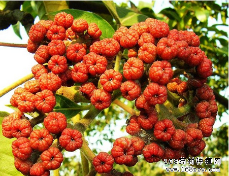 吴茱萸有什么功效和作用?