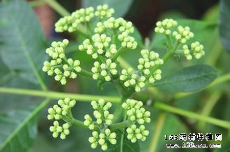 吴茱萸有什么功效和作用?