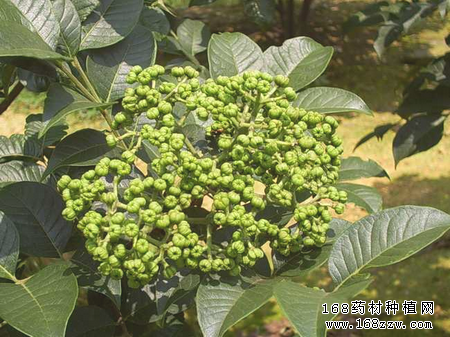 吴茱萸有什么功效和作用?