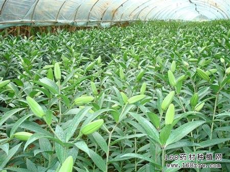 怎样种植百合:中药材百合种植管理技术要点