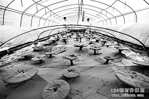 重庆城口熊兴桂大棚种植灵芝1亩灵芝纯利润2万元
