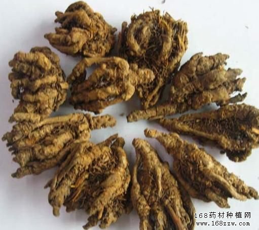 2016年黄连价格行情:黄连涨价后走势分析